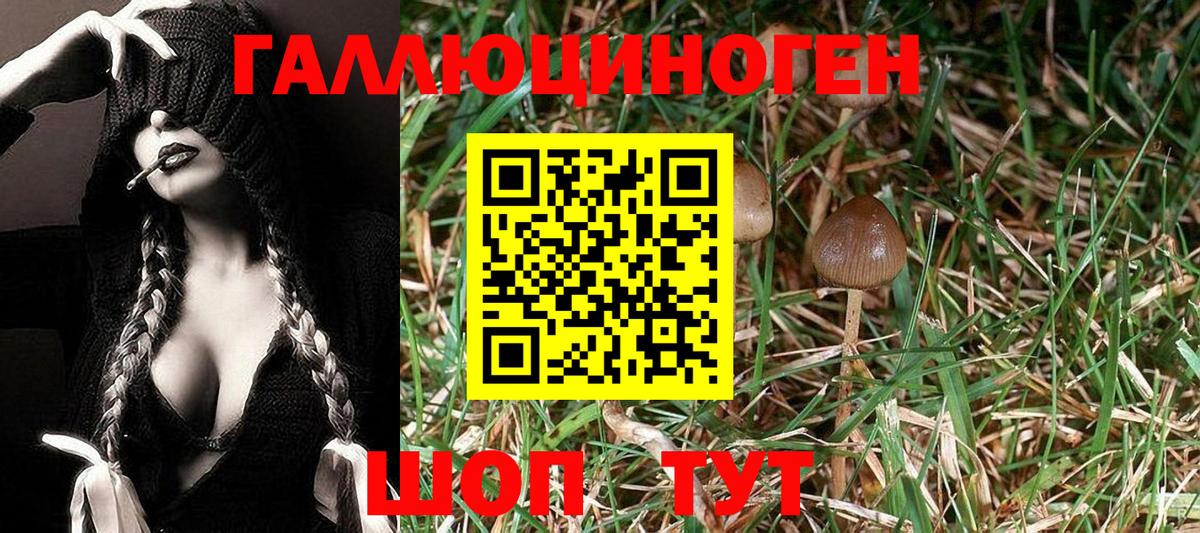 Королёв  Псилоцибиновые грибы GOLDEN TEACHER  Вход с VPN  Псилоцибиновые грибы мицелий 